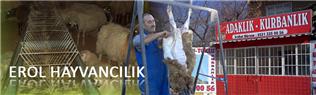 Erol Hayvancılık - Ankara